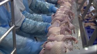 Queda nas cotações da carne de frango persiste em abril, segundo Cepea