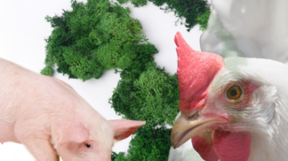 Campanha Proteína Sustentável reforça compromisso da produção avícola e suinícola nacional