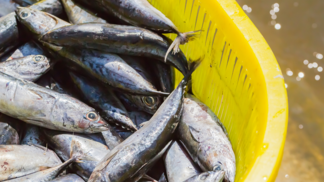 África do Sul abre suas portas para o mercado de pescados brasileiros