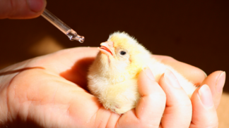 Rússia se prepara para a substituição de importações de genética avícola