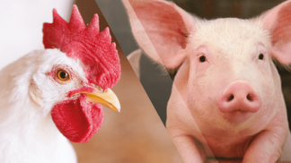 Recuo no abate de suínos e frangos marca o primeiro trimestre de 2024, aponta IBGE