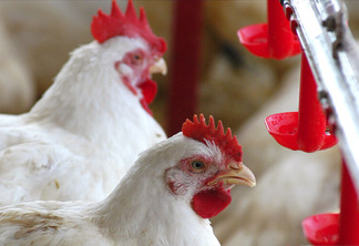 Empresa britânica transforma resíduos de aviário em energia renovável