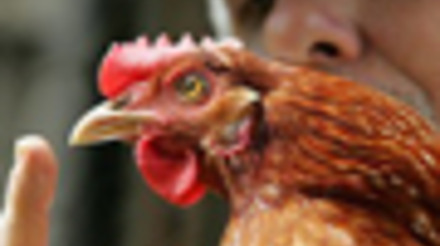 Influenza aviária na Holanda