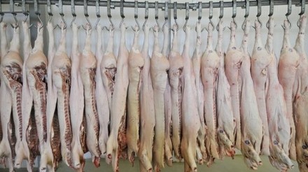 Rússia, Hong Kong e Angola, principais mercados para a carne suína em janeiro