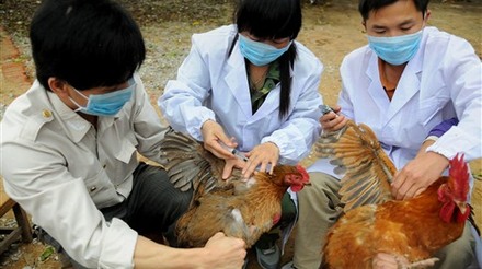 Embrapa participa de campanha de educação sanitária para a prevenção das influenzas aviária, suína e equina