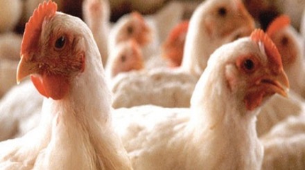 Produção de frango do Paraná cresce 7,4% em maio