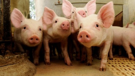 Indústria suína europeia foi advertida sobre potencial de propagação da PSA