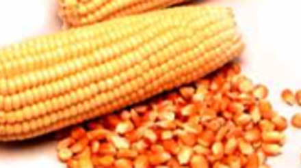 MT e PR lançam 7 milhões de toneladas de milho no mercado