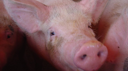 Minas Gerais busca certificação internacional como área livre de peste suína clássica