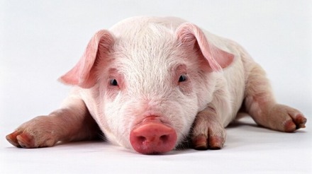 Criadores de suínos vendem animais mais cedo para reduzir gastos em MG