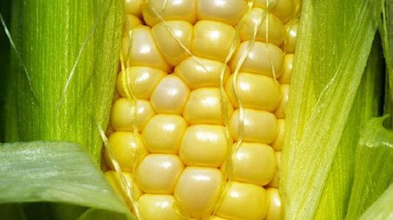 Governo atrasa os pagamentos das subvenções ao milho