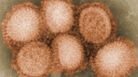 Índia relata surtos de vírus da gripe aviária no sul do país