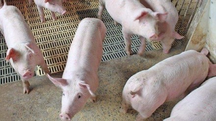 Santa Catarina registra alta de 54% no faturamento com as exportações de carne suína em abril