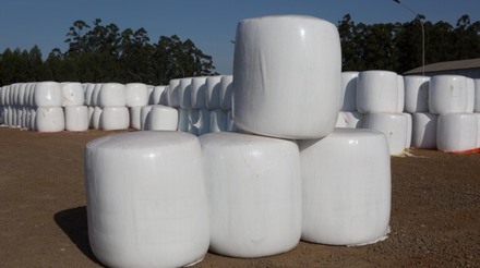 Holambra Cooperativa Agroindustrial lança caroço de algodão compactado para nutrição animal