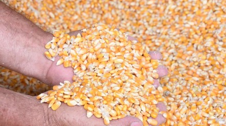 Exportações de milho em dezembro alcançam maior nível para o mês na série histórica