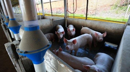 Produtores de carne suína do Chile questionam nova lei de padrão de odor