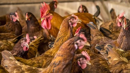 Produção peruana de carne de frango e ovos cai 30%