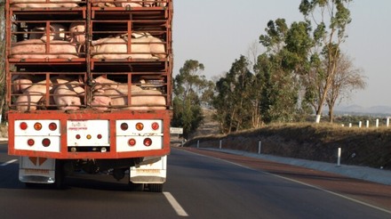 Transporte de suínos é paralisado em Mato Grosso