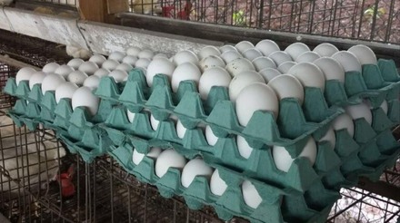 Embrapa e Mapa estimulam autocontrole da qualidade de ovos em pequenas agroindústrias