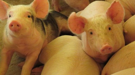 Exportações brasileiras de carne suína têm aumento expressivo em maio