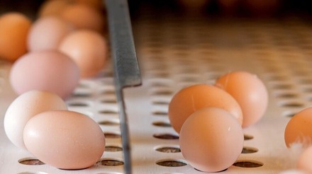 Produção de ovos bate recorde de 1,05 bilhão de dúzias, aponta IBGE