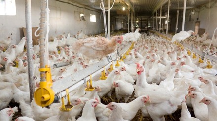 Bem-estar animal na cadeia de produção de frangos: compromisso com a sustentabilidade