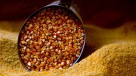 24 mil t de milho são vendidas em leilões