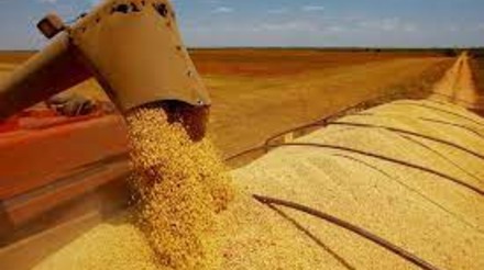 Brasil projeta recorde nas exportações de farelo de soja, se tornando maior fornecedor mundial
