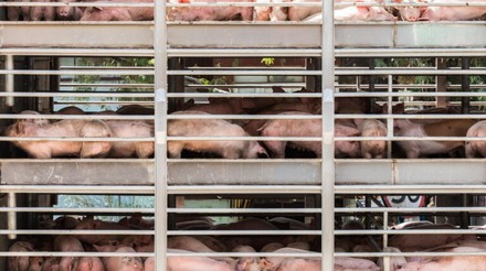 Normativa de bem-estar no pré-abate e abate humanitário de suínos entra em vigor em agosto