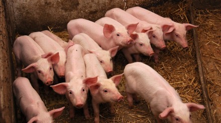 Acre investe mais de R$ 1 milhão na criação de suínos