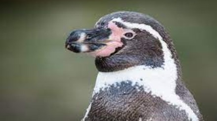 Surto de gripe aviária causa alta da mortalidade de pinguins-de-humboldt no Chile