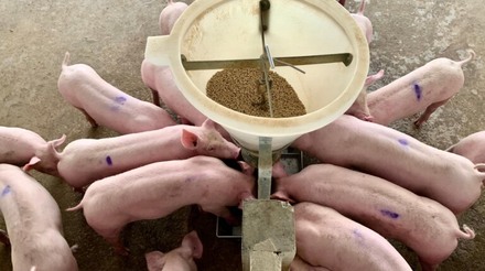 Como otimizar o manejo alimentar dos suínos