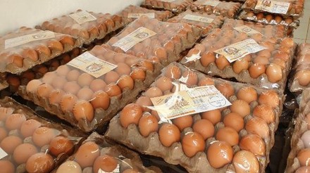 Roraima ultrapassa 122 milhões de ovos produzidos e registra recorde em 2022
