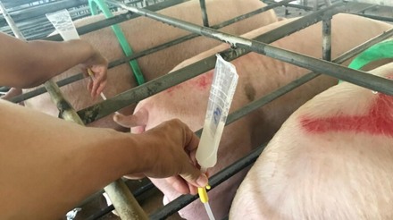 Inseminação Artificial em suínos no Brasil: biotecnologias e atualidades do mercado