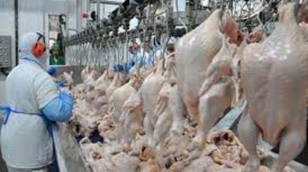 Produção de carne de frango deve atingir 15,21 milhões de toneladas, estima Conab