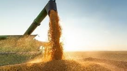 Preços do milho continuam em queda com avanço da colheita e desvalorizações no mercado internacional