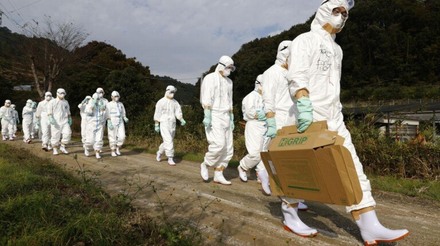 Japão relata o primeiro surto de gripe aviária da temporada, abatendo 143.000 galinhas