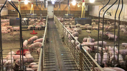 Brasil pede à Rússia maior prazo para cota de carne suína e agilidade em licenças