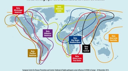 Aves selvagens migratórias carregam vírus da Influenza Aviária e colaboram para disseminação em longas distâncias