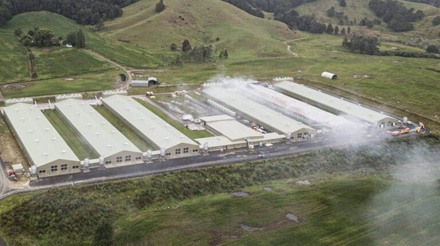 Maior produtora de ovos da Nova Zelândia pega fogo e mata 50 mil aves