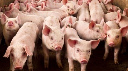 Nova plataforma online avalia políticas de bem-estar animal de empresas de carne suína