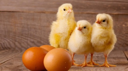 Para fornecer ovos sustentáveis, o Brasil precisa investir em bem-estar animal