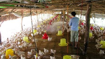 Avicultores da Bolívia pedem reunião com governo para dar estabilidade à produção de frango