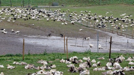 França autoriza abatimento de aves por asfixia para conter gripe aviária
