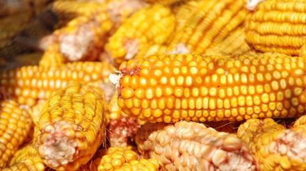 Exportações de milho dos EUA sofrem cancelamentos