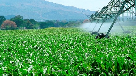 MS produzirá menos milho e crédito agrícola pode ser menor