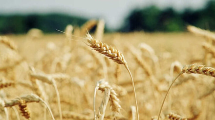Preço do trigo cai com retomada das exportações da Ucrânia