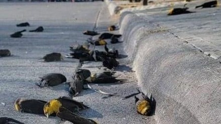 Governo do México atribui morte de aves no país ao El Niño em vez da gripe aviária