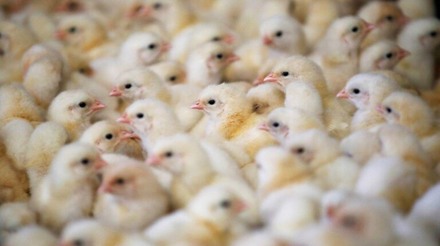 Vacinação obrigatória contra influenza aviária começa em maio no Uruguai