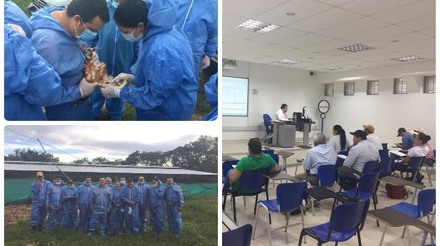 Funcionarios del ICA en Casanare, amplían sus conocimientos en sanidad avícola